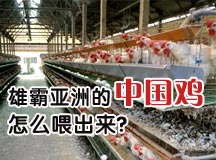 雄霸亚洲的中国鸡怎么喂出来