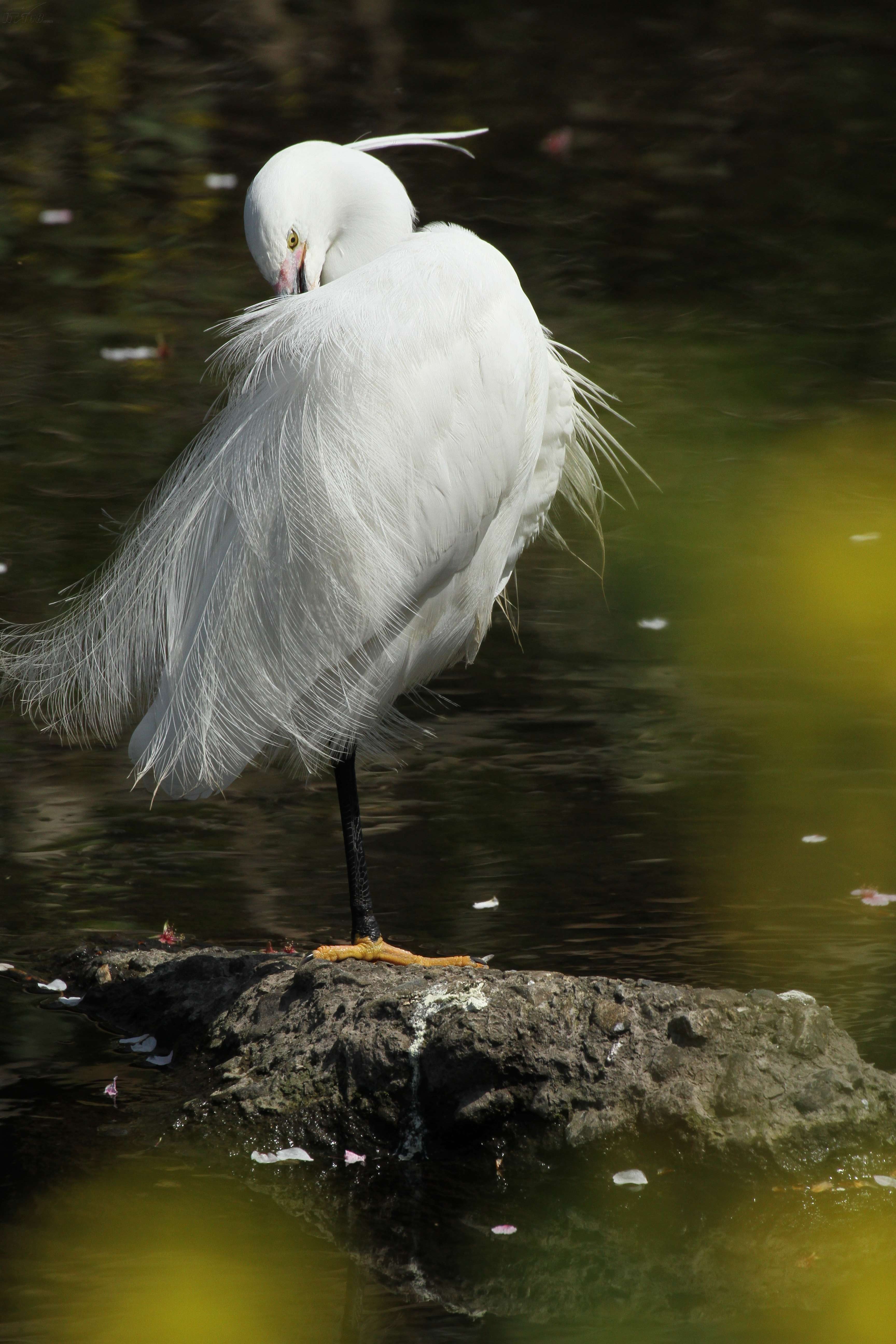 佳能7D动物样张图片33素材-IT168数码相机图