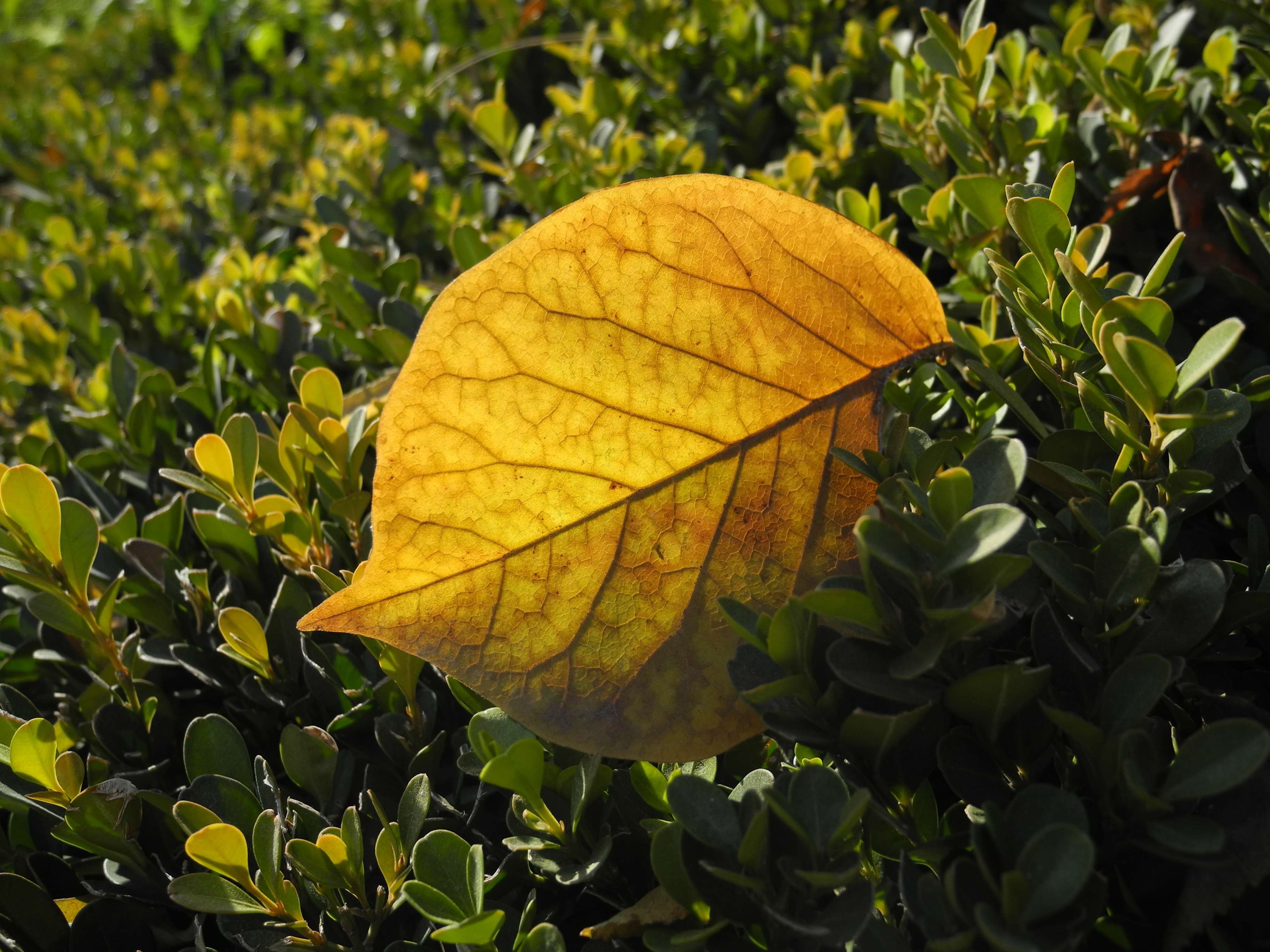 尼康d1 进化_尼康35样张_尼康d1样张