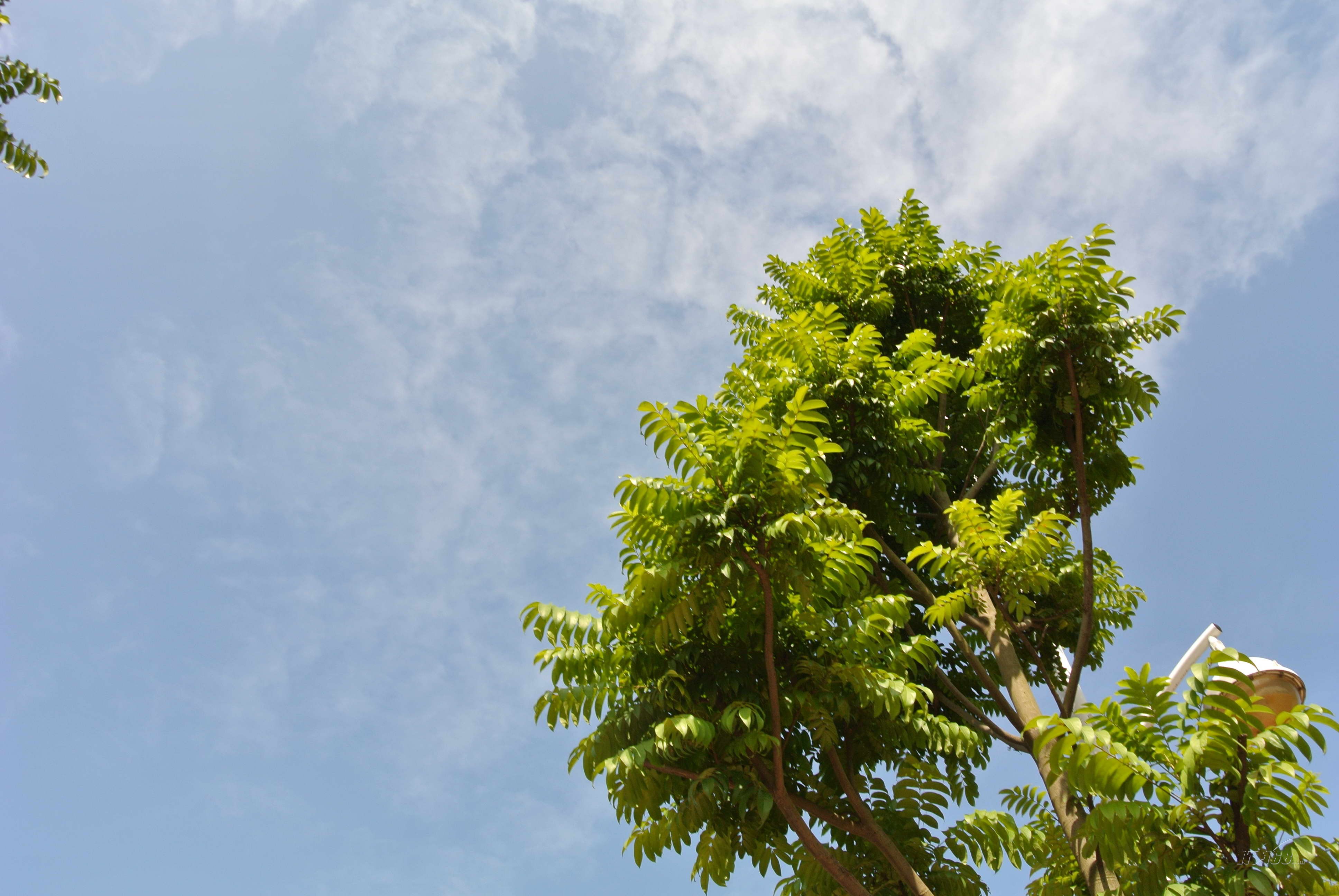 尼康d1 进化_尼康d1样张_尼康35样张