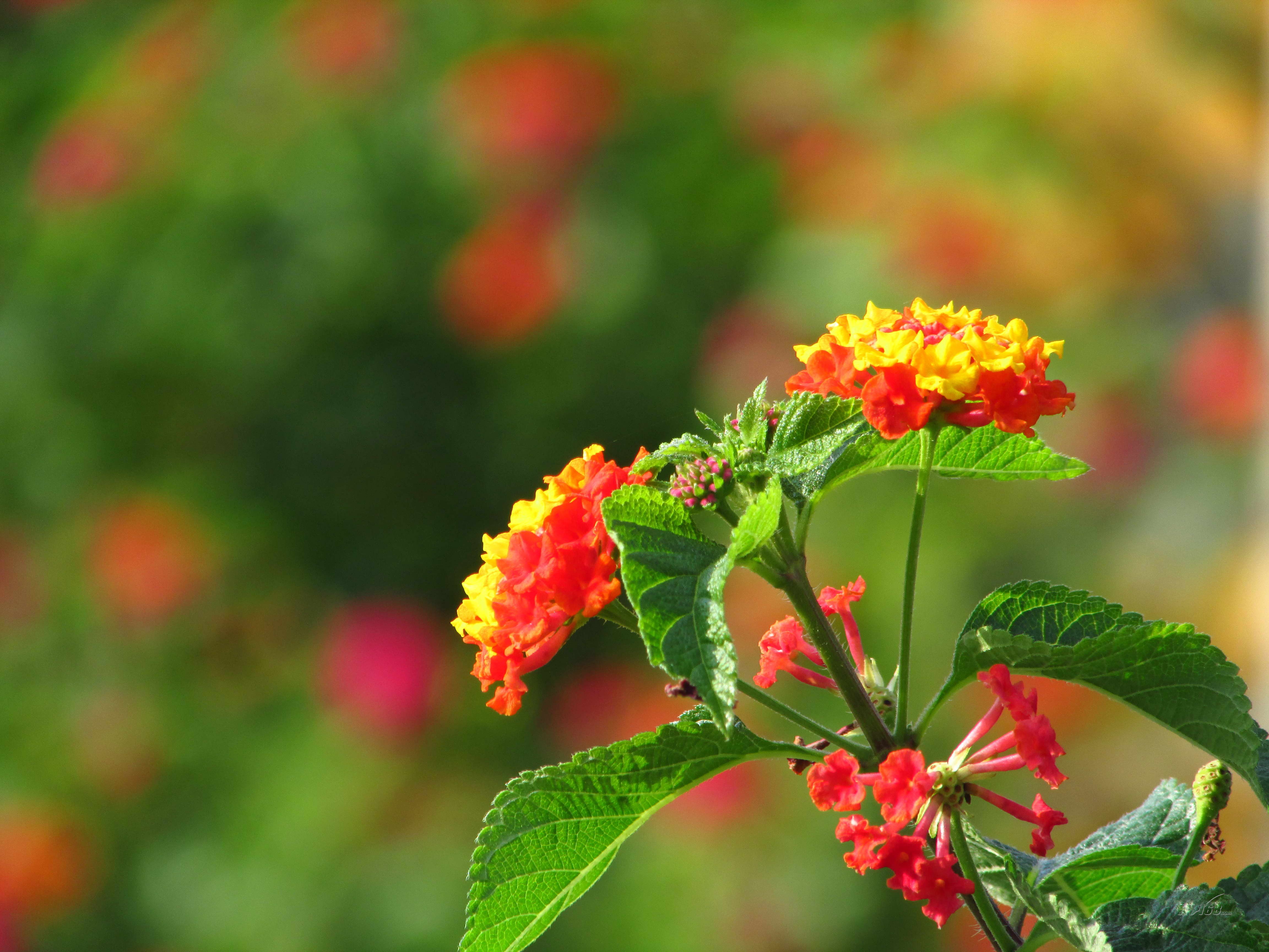 1600万像素照片大小_1寸照片像素大小_1600万像素照片多少m