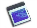 ӥ̩ CF����������