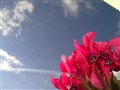 ŵ���� N86 8MP����ͼƬ8