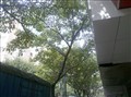 Ħ������ XT800����ͼƬ4