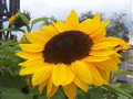 ���� i9100 3G�ֻ�WCDMA/GSMŷ������ͼƬ1