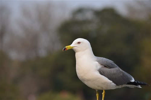 尼康 尼康 AF-S Nikkor 80-400mm f/4.5-5.6G ED VR 样张图