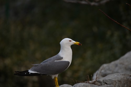 尼康 尼康 AF-S Nikkor 80-400mm f/4.5-5.6G ED VR 样张图