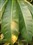 ��ʿFinePix A850����ͼƬ2