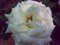 ŵ����E66����ͼƬ1