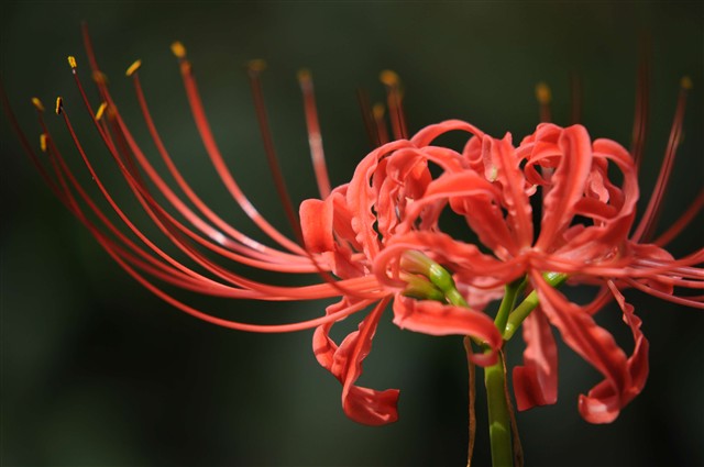 曼珠沙华简谱_曼珠沙华简谱梅艳芳