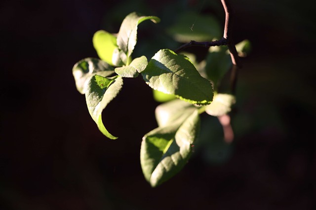 佳能ef 100mm f\/2.8 macro usm样张图片41-it1