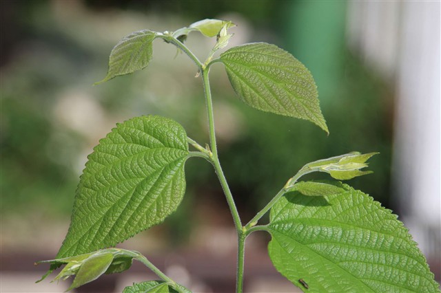 佳能ef 24-105mm f\/4l is usm样张图片162-it168