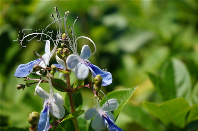 55-210性价比 55-210mm索尼微单镜头质量好