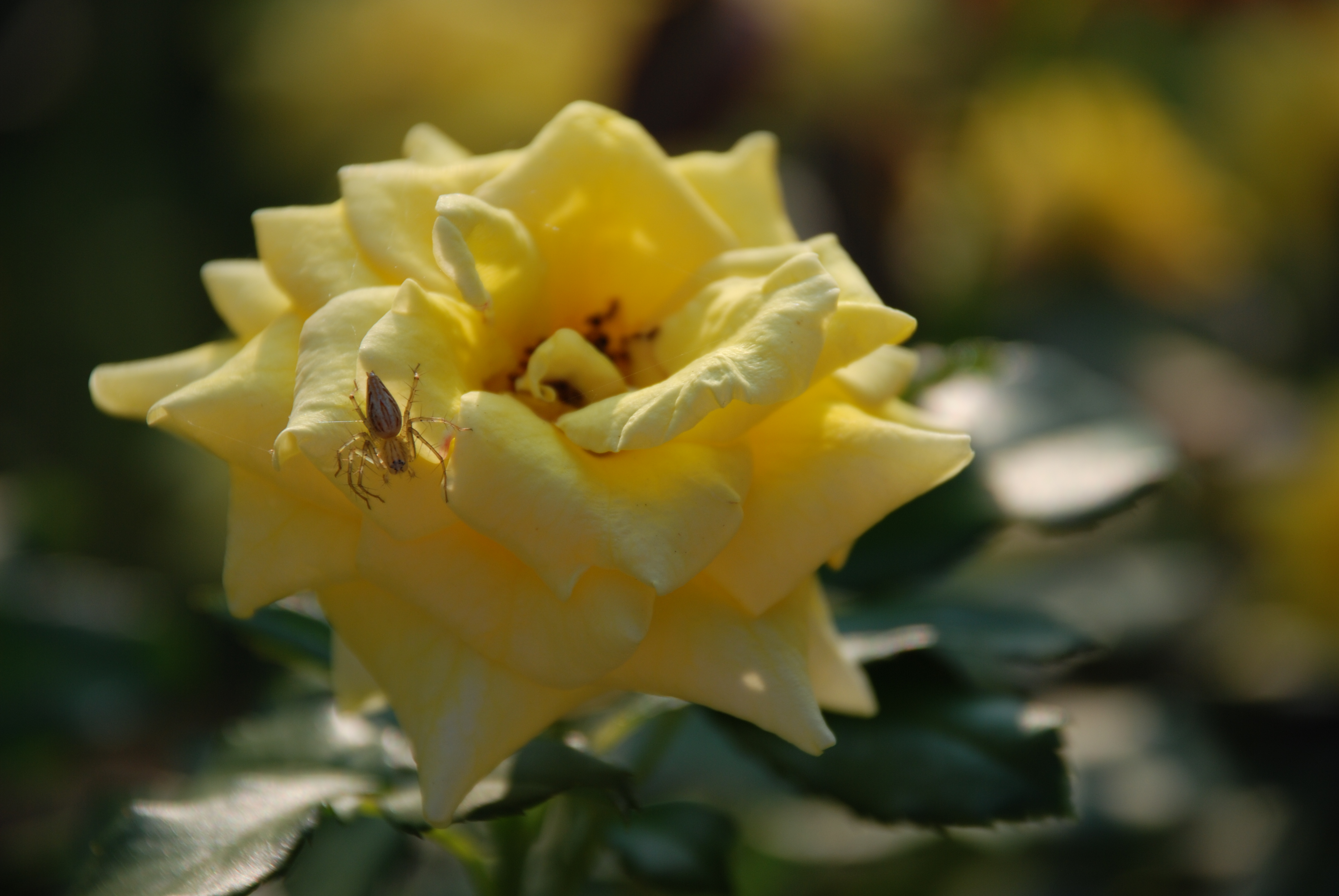�῵(NIKON) D80���������Ƭ����