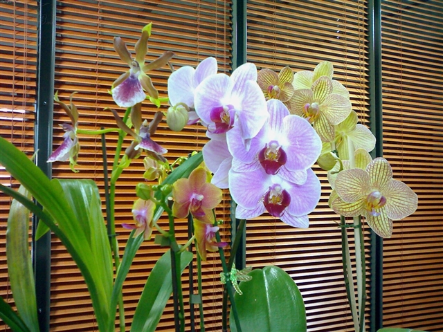 点击查看下一张诺基亚 N70手机样片