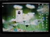 苹果iMac (MB324CH/A)