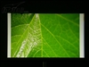 BenQ W500