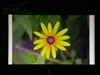 BenQ W500