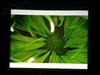 BenQ MP511+