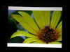 BenQ MP511+