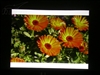 BenQ MP511+