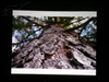 BenQ MP511+