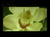 BenQ MP723