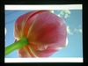 BenQ MP723
