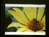 BenQ MP771