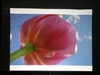 BenQ MP771