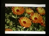 BenQ MP771