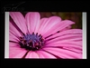 奥图码HD80