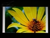 奥图码HD80