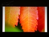 奥图码HD80