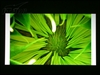 奥图码HD80