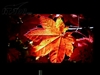奥图码HD803