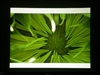 BenQ MP510