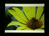 BenQ MP510