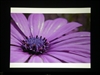 BenQ MP510