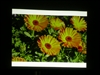NEC NP60+