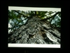 NEC NP60+