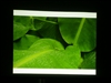 NEC NP60+
