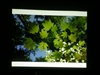 NEC NP60+