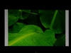 奥图码HD73
