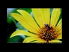 DELL UltraSharp 2007WFP