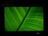 LG M198WA