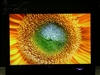 LG M198WA