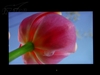 美齐JT198ZP