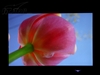 LG M228WA