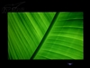LG M228WA